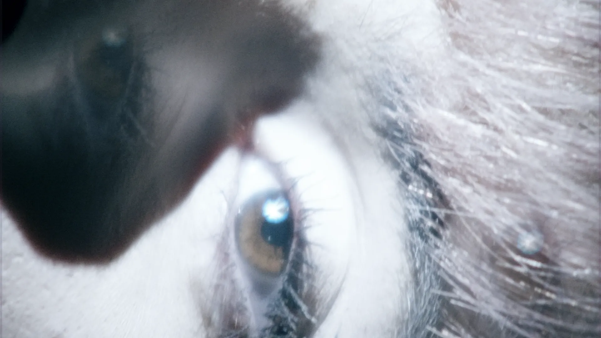 Beholder — still 2